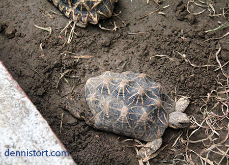 Star tortoise breeding project